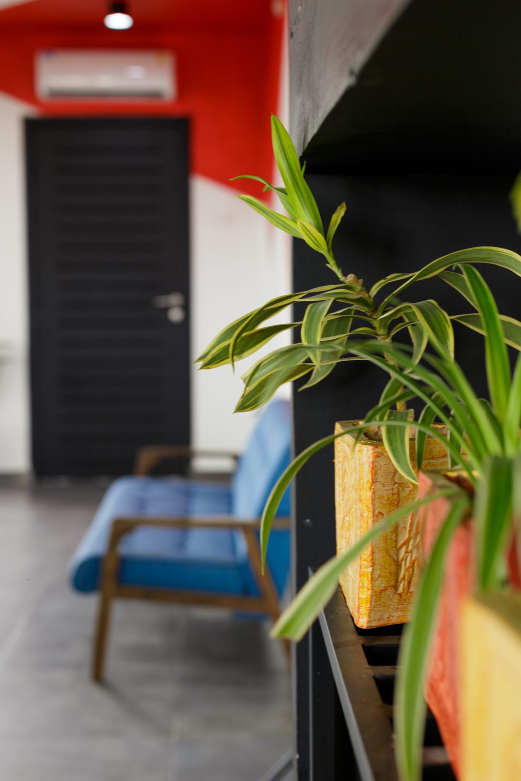 AFG - A striped houseplant in a carved ochre planter on the black shelving, the lounge sofa and entrance door blurred behind it.