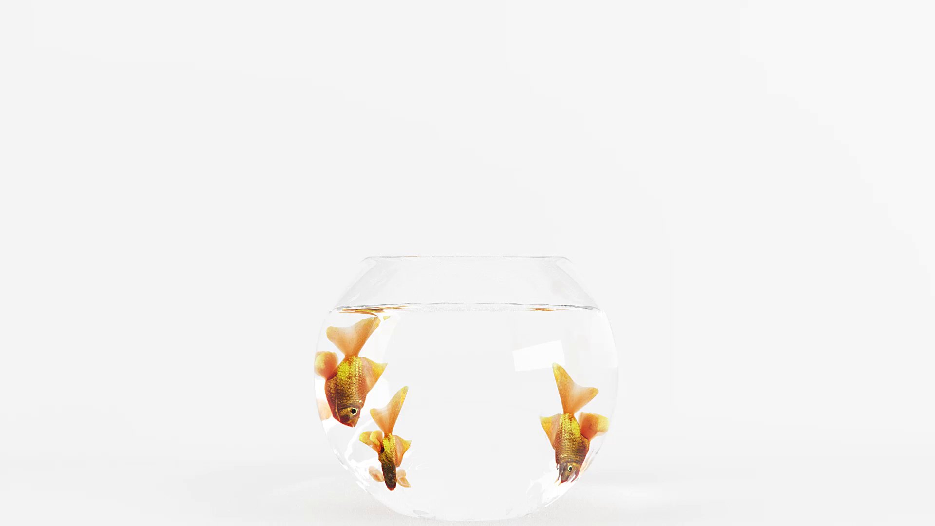 Emerge Co. Ltd Showreel — three goldfish turning inside the bowl