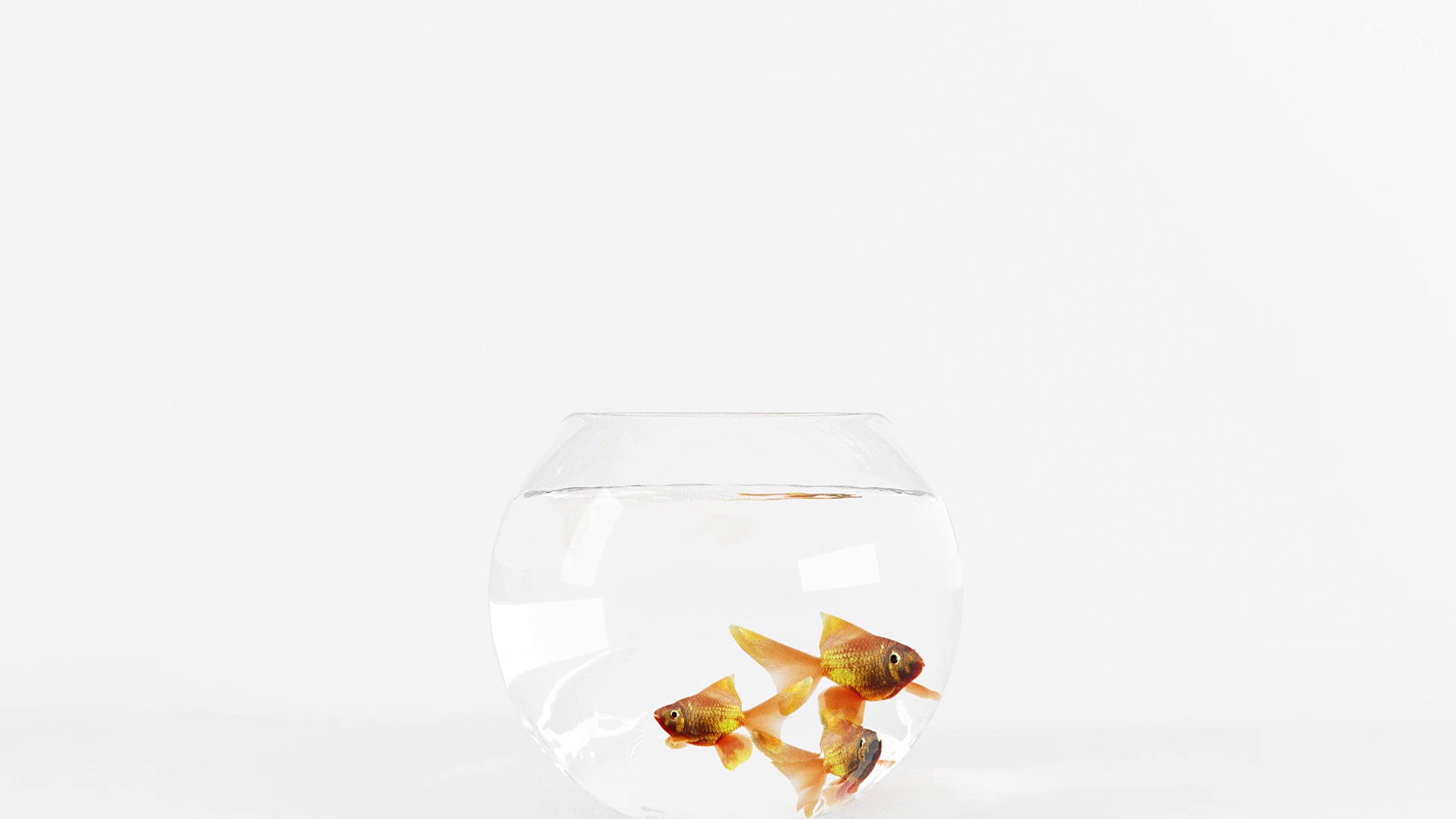Emerge Co. Ltd Showreel — the bowl centred on white, fish inside