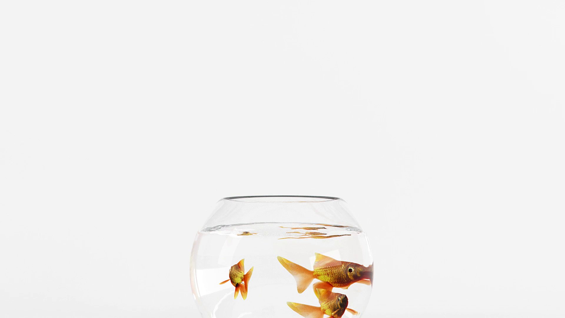 Emerge Co. Ltd Showreel — fish seen through the curved glass at the bowl's edge