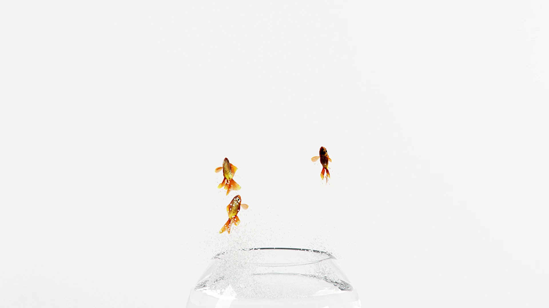 Emerge Co. Ltd Showreel — fish at the top of the leap, the bowl small below