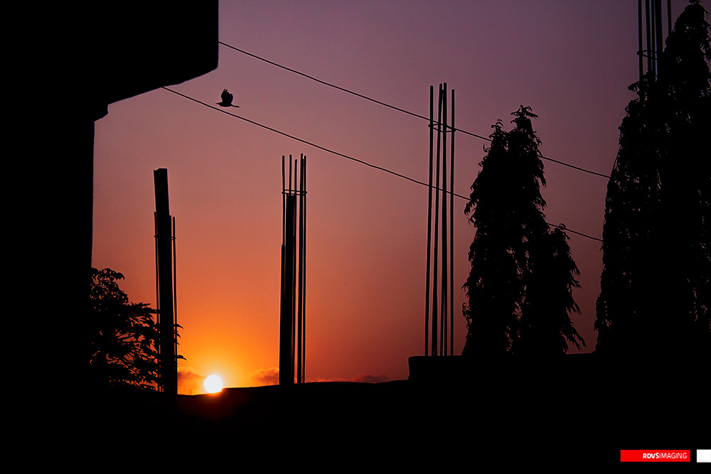 A sunset seen over a low, unfinished structure, the sun a small white disc sitting just above the black roofline left of centre. The sky runs from saturated orange at the horizon to a dusty violet at the top. Rising through it are three clusters of bare vertical steel &mdash; concrete columns stopped short of their floor, their crowns of protruding rebar tied with a single hoop &mdash; and a leafy sapling at the lower left with two tall conical trees at the right. Two power cables cross the upper third diagonally, and a single bird sits on the further one. The corner of a dark slab intrudes at the top-left edge. Red RDVSIMAGING badge, bottom right.