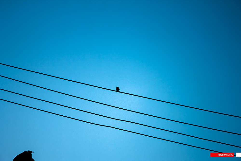 The most reduced frame in the set: an almost empty sky, deep blue at the corners and lightening to a pale blue-grey band across the middle, with no horizon and no cloud. Four parallel cables run diagonally down from the left edge toward the lower right, evenly spaced, and a single small bird sits on the second cable from the top a little left of centre. An unidentifiable dark shape &mdash; the head of another bird or the tip of a leaf &mdash; intrudes at the very bottom-left corner. Red RDVSIMAGING badge, bottom right.