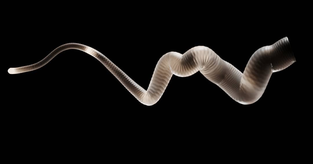MLKY-TRNK: a corrugated trunk of light tapering from a thin tip to an open mouth on black.