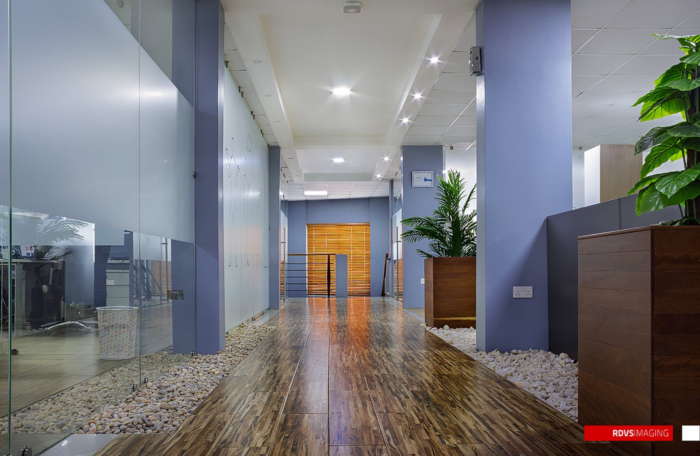 Photograph, another corridor in the built office: blue-grey columns and walls, glossy timber floor, a bed of white pebbles around a planter with a young palm, timber door at the end and downlight reflections.